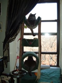 cats on their tree